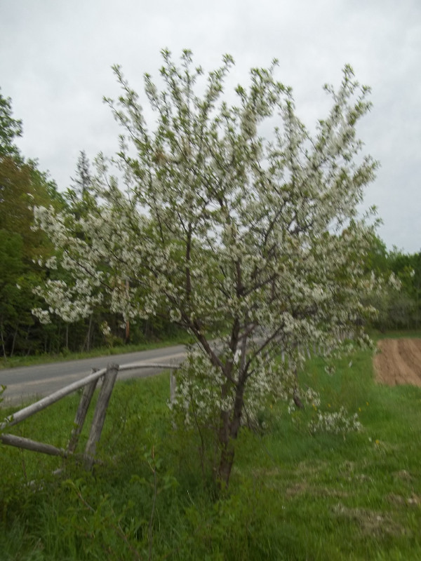 European cherry trees in Livestock in Bathurst - Image 2