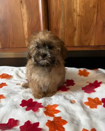 Shihpoo puppies sold pending pick up, View more