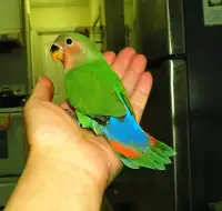 super tame handfed lovebird baby BOY (peachfaced green)