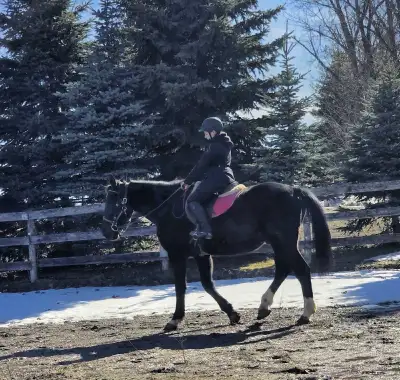 20-Year-Old gelding , View more