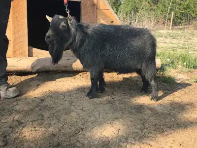 Registered Pygmy Proven Buck--OBO, View more