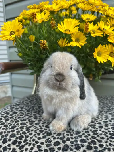 Purebred Holland Lop & Netherland Dwarf Bunnies, View more