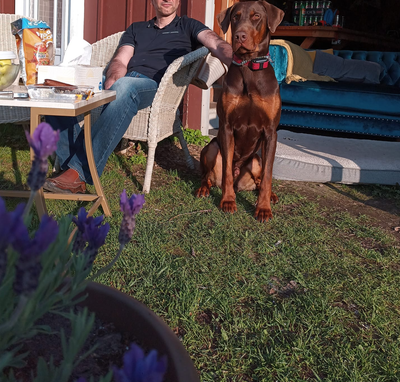 4 Years Old Doberman with Small Mix for Rehoming, View more