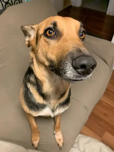  Loving and affectionate 5 year-old German Shepherd, View more