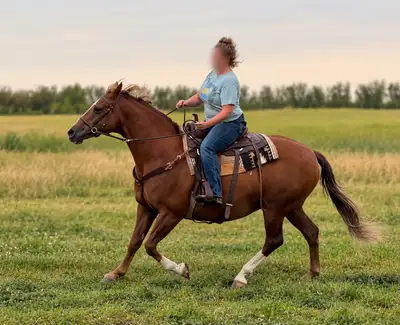 Due to life changes, we are offering our beautiful CRTWH registered Tennessee Walking Horse mare, Be...