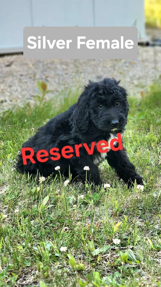 Bernedoodle Puppies in Dogs & Puppies for Rehoming in Thunder Bay - Image 7