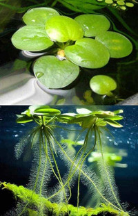Amazon frogbit - floating water plant - aquarium plant