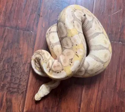 Male Banana Pastel Het Clown Ball Python, approximately 4 years old. Currently eatting f/t Jumbo ASF...