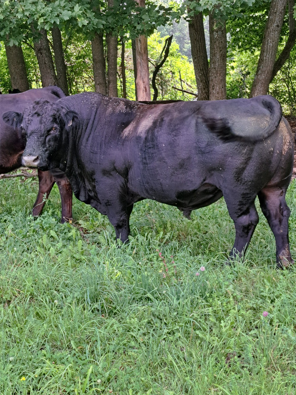 Simmental Bulls in Livestock in Peterborough - Image 4
