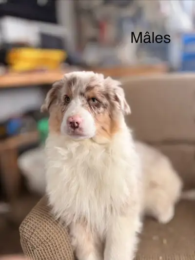 berger australien, View more