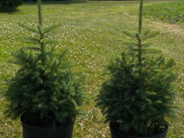 SPRUCE TREES FOR SALE63251761883649123