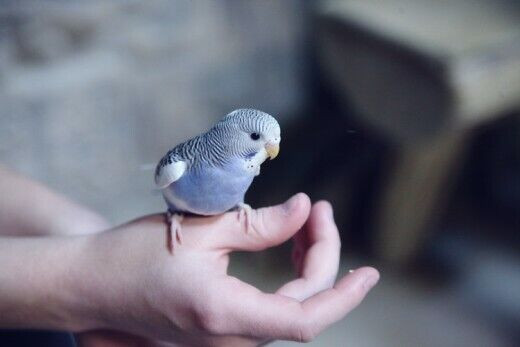 BEAUTIFUL BUDGIE SUPER SPECIAL $30.00 in Birds for Rehoming in Muskoka - Image 4