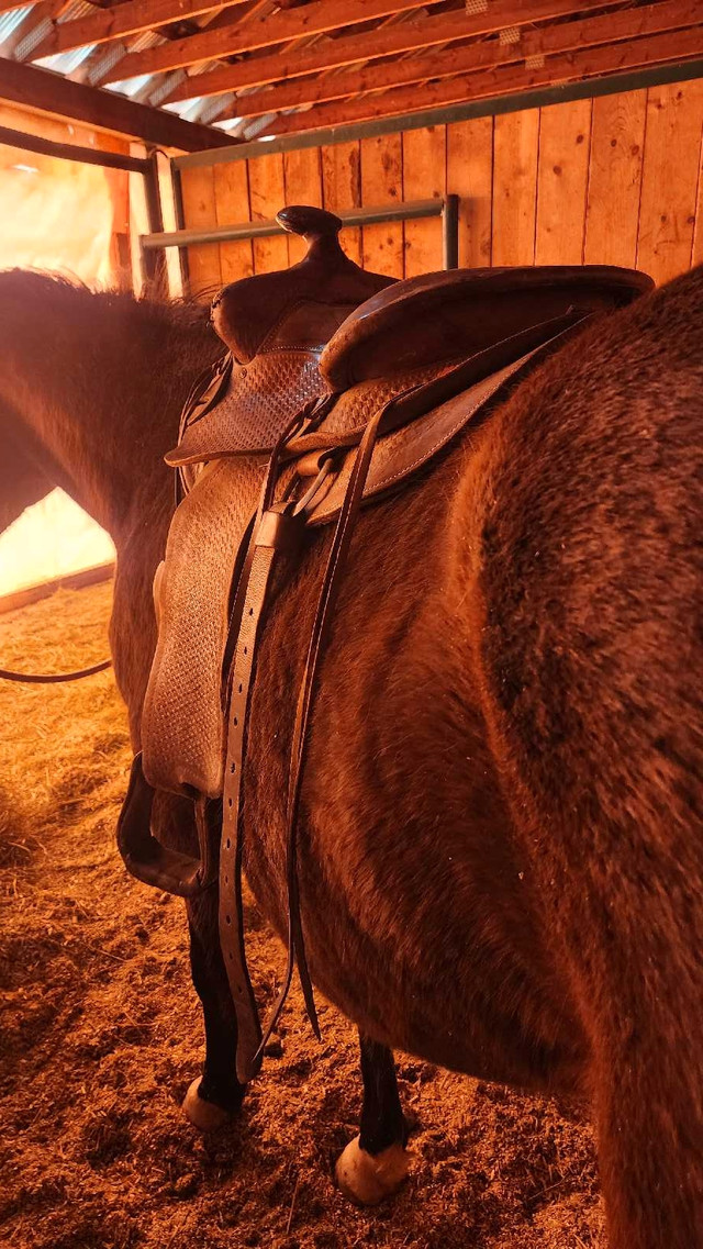 Western rawhide St Boniface 6 mansaddle in Equestrian & Livestock Accessories in Grande Prairie - Image 3
