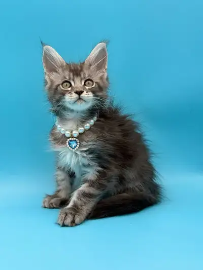 Maine Coon purebred male kitten, View more