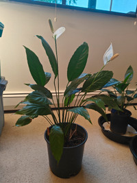 FS: Very large 30” Peace Lily. Good air cleaner