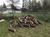 Free wood around 3-4 cord
