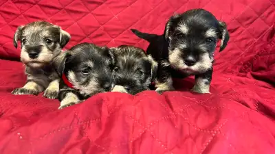 GERMAN MINIATURE SCHNAUZER PUPPIES, View more