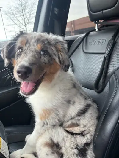 Australian shepherd puppy, View more