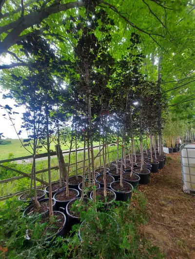 Royal Red Maple Trees Red All Year!! 12 plus feet tall potted $250 plus hst Come view them at O'Haga...