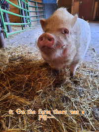 Wilbur the pig
