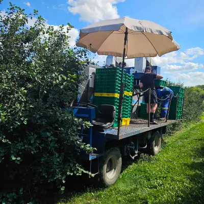 berry picker for hire, View more