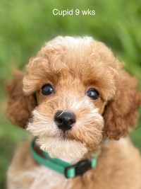 CKC registered miniature and Toy poodle puppies