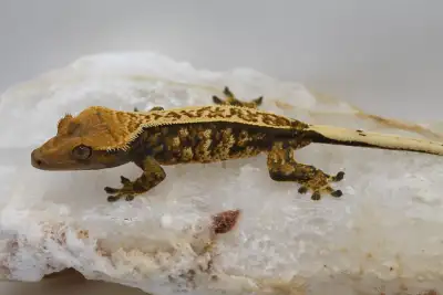 Tri Colour Crested Gecko, View more