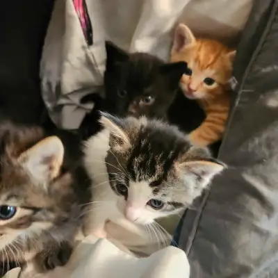 5 Kittens, View more