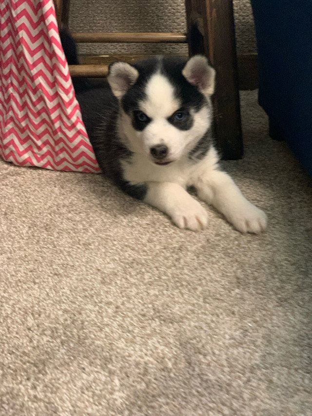 Pomsky puppies  in Dogs & Puppies for Rehoming in Edmonton - Image 4