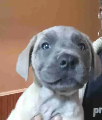 Mastiff Puppies, View more