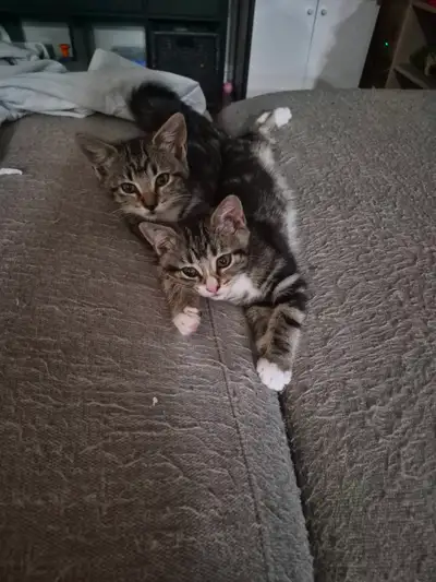 Adorable kittens looking for there furever homes, View more