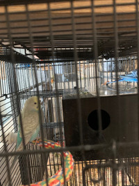 Two budgies only 