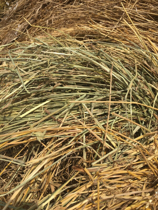 4 SALE BALES/HAY in Equestrian & Livestock Accessories in Saskatoon - Image 2