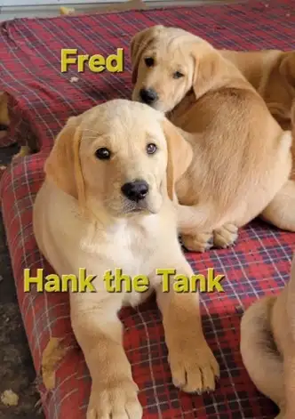 Golden Lab and Red Retriever Puppies, View more