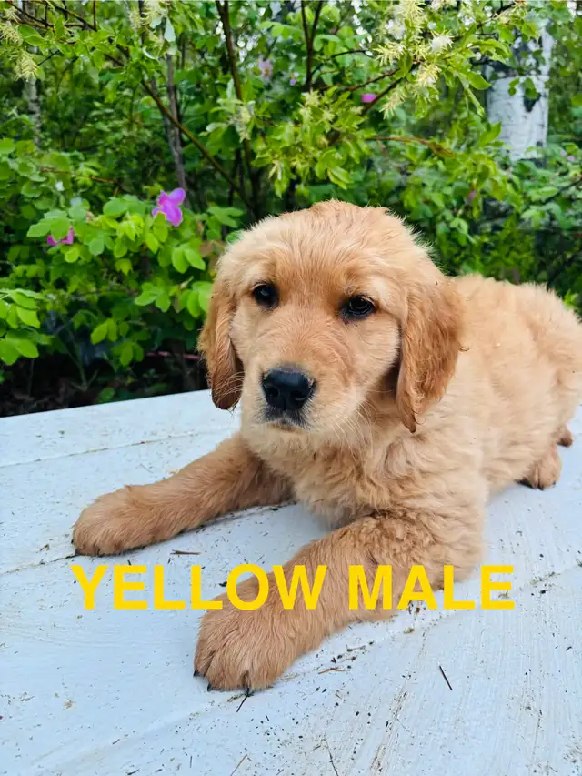 Golden retriever ALL SOLD in Dogs & Puppies for Rehoming in Edmonton - Image 3