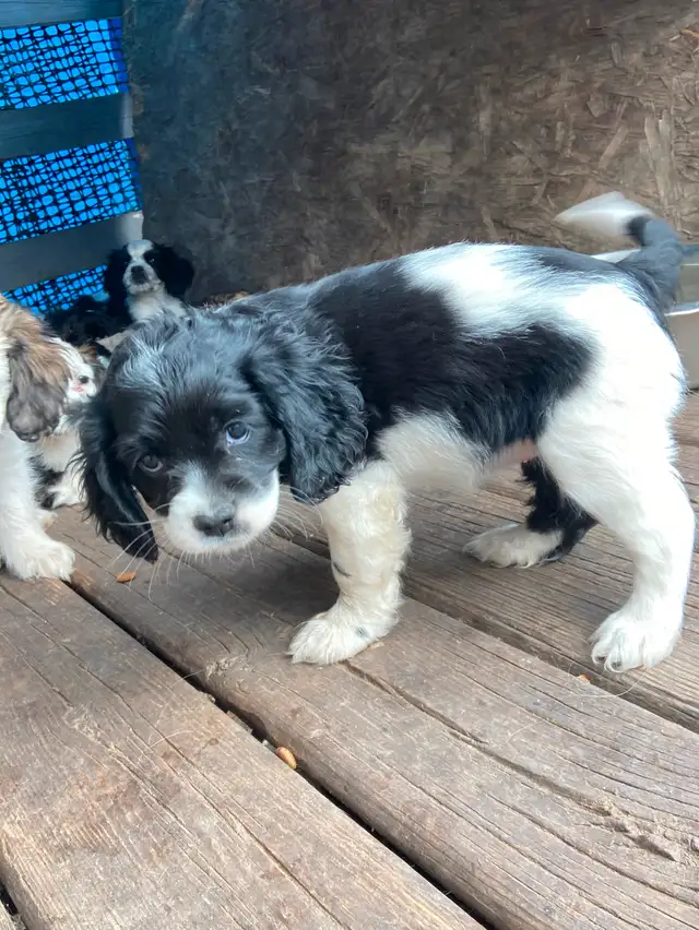 Cocker Spaniel puppies in Dogs & Puppies for Rehoming in Edmonton - Image 6