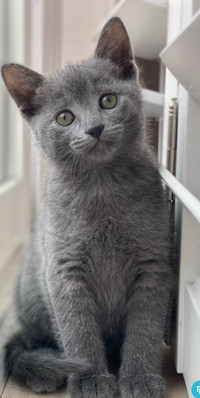 Russian Blue Kittens