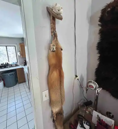 Fox with skull Raccoon Two skunks and few others Throw Some offers we see what sticks