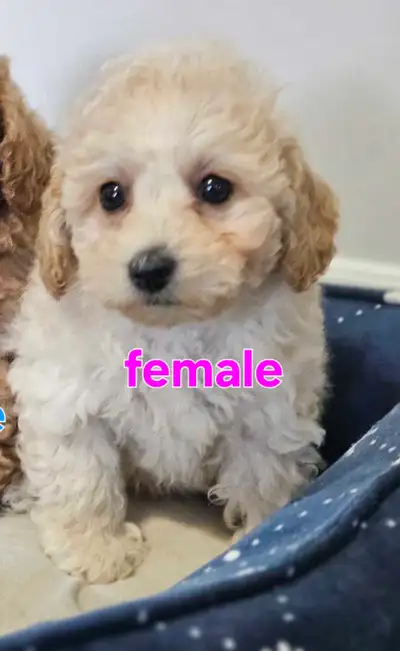 Tiny Teddy Bear Poochon/Bichonpoo Puppies  1 female – Ready Now, View more
