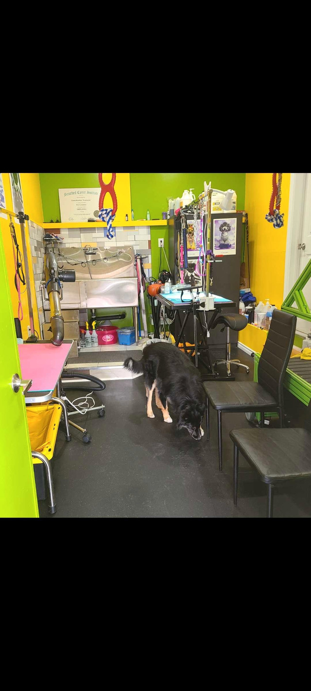 Dog grooming in Scarborough  in Animal & Pet Services in City of Toronto - Image 3
