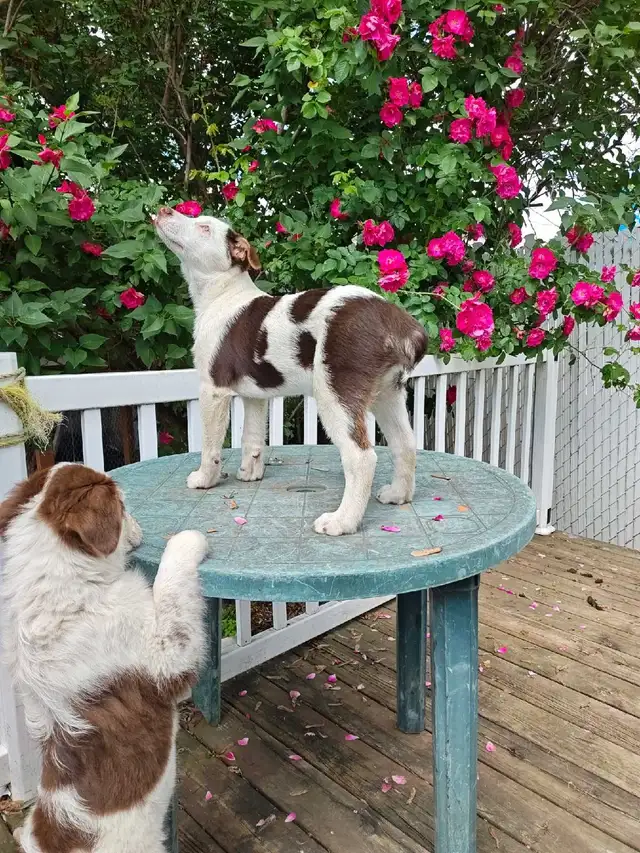 chiot berger australien mixte border husky Alaskan in Dogs & Puppies for Rehoming in Trois-Rivières - Image 3