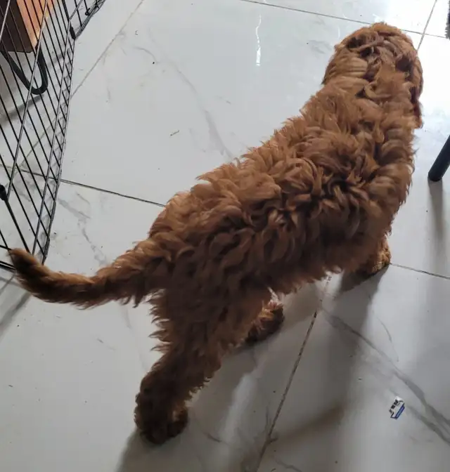 Golden doudoodle Chiot  femelle   roux in Dogs & Puppies for Rehoming in Laval / North Shore - Image 5