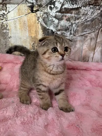 Scottish Fold Kittens Available, View more