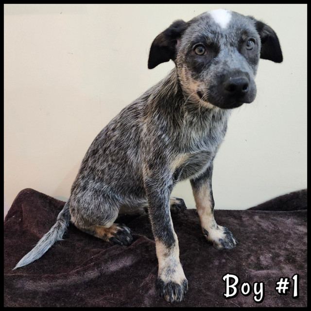 Blue Heeler Puppies in Dogs & Puppies for Rehoming in Winnipeg - Image 2