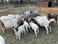 Boer goat herd dispersal