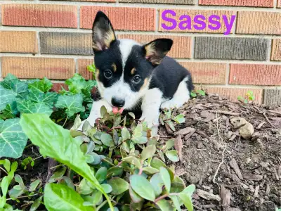Cowboy Corgi 2 Female Puppies Left. Ready NOW!, View more