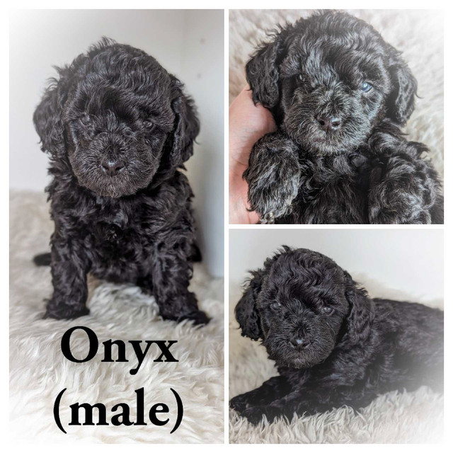 F1B Cavapoo Puppies!!  in Dogs & Puppies for Rehoming in Vancouver - Image 4