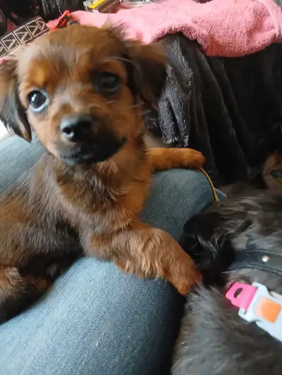 5 adorable females ready for their forever home They are eight weeks old and eat on their own, toile...