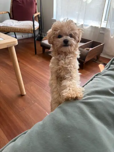 Female bichon poo puppy, View more