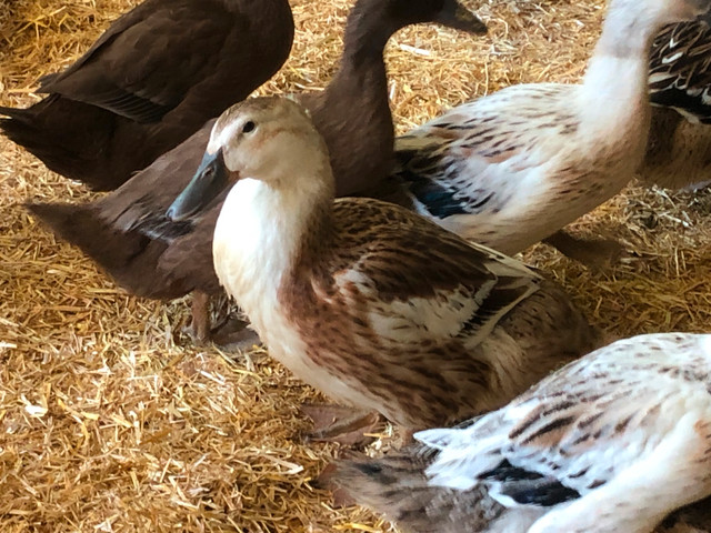 ON HOLD Silver Appleyard ducks (girls) for sale in Livestock in Vernon - Image 3
